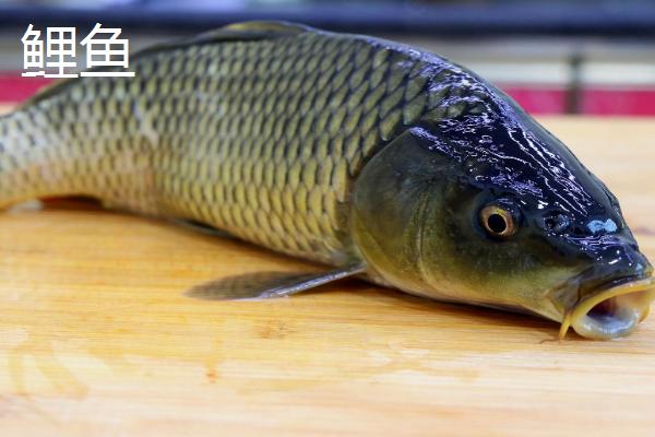 千岛湖鲫鱼和普通鲫鱼图片