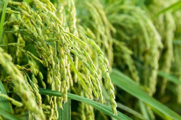水稻白叶枯病防治措施，从无病区留种为佳