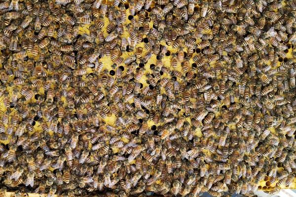 温度达到多少蜜蜂会被冻死，低于7℃时离群个体会被冻死