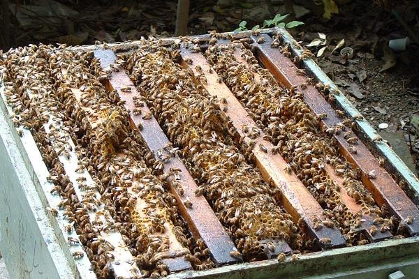 温度达到多少蜜蜂会被冻死，低于7℃时离群个体会被冻死