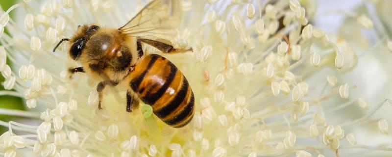 人工分蜂的技巧，需尽量用新工蜂和封盖子脾组建新蜂群
