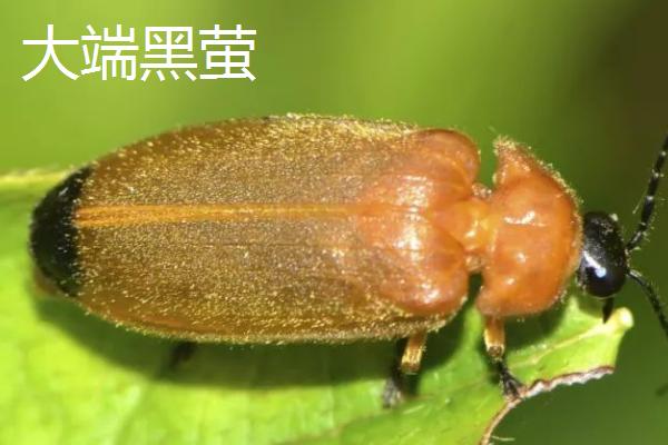 萤火虫种类，不同品种的体型不同