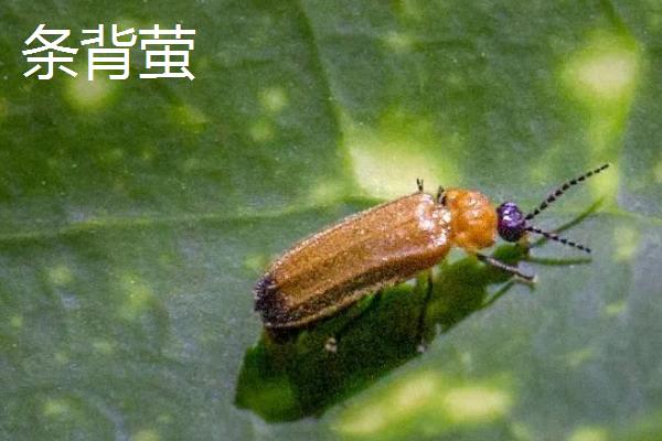 萤火虫种类，不同品种的体型不同
