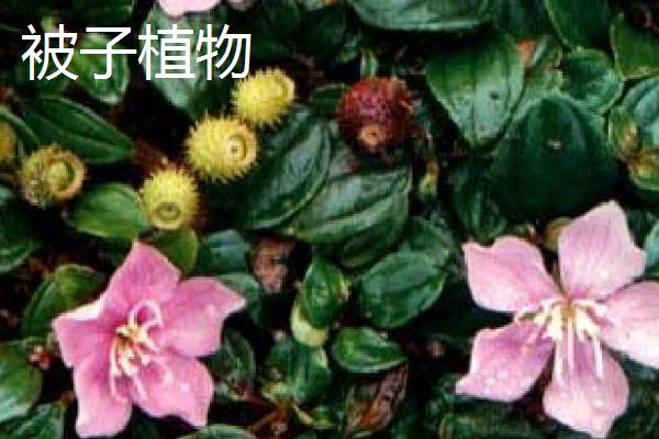 有哪些常见的裸子植物，包括松树、柏树、银杏树等品种