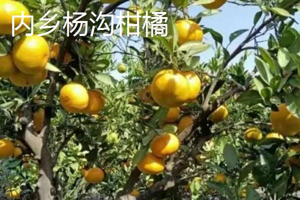 河南省南阳市的特产，包括方城丹参、西峡猕猴桃、仲景香菇酱等种类