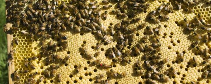 中蜂为什么容易飞逃，根本原因是蜂巢无法满足蜂群生存的需要