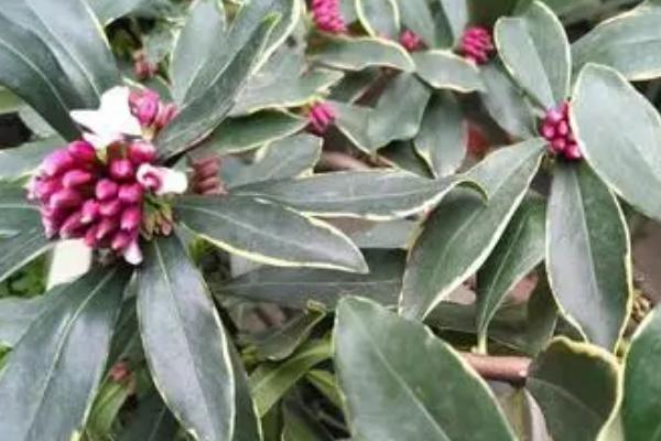 瑞香花如何养殖以及要注意什么，春季现蕾前可接受全日照