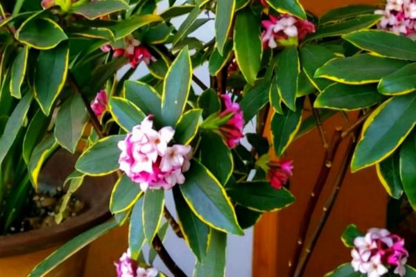 瑞香花如何养殖以及要注意什么，春季现蕾前可接受全日照