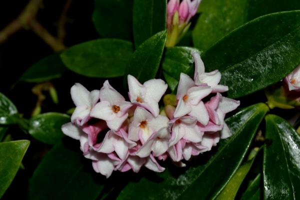 瑞香花如何养殖以及要注意什么，春季现蕾前可接受全日照