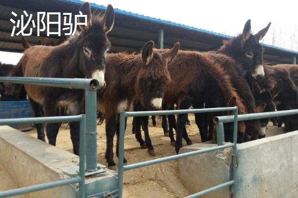中国有代表性的四大优良驴种，分别为佳米驴、泌阳驴、河西驴、云南驴