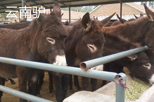 中国有代表性的四大优良驴种，分别为佳米驴、泌阳驴、河西驴、云南驴