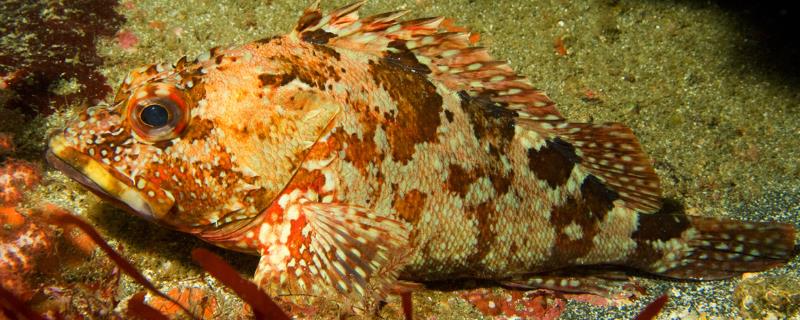什么是红biubiu鱼，学名叫做“褐菖鲉”