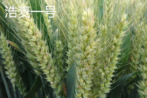 红麦品种，包括杨麦25、农麦88、宁麦22等种类