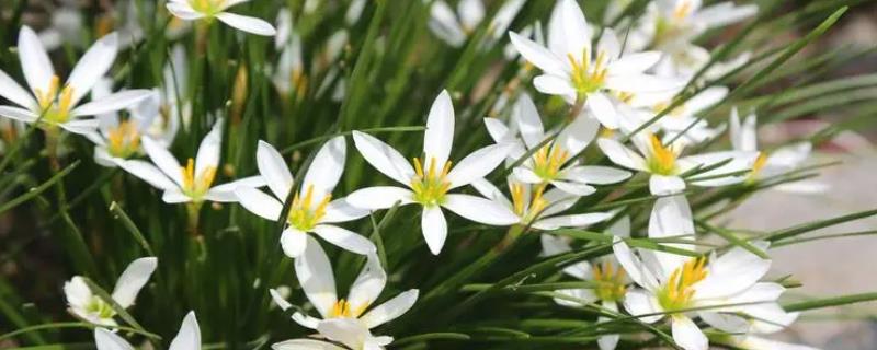 什么是白花葱兰，属于石蒜科、葱莲属植物