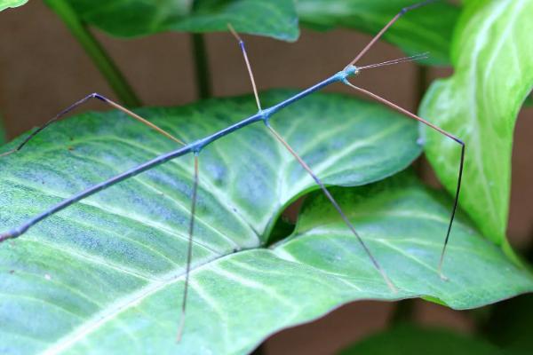 竹节虫有毒吗，有攻击性但基本没有毒性