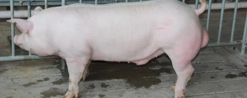 猪有哪些品种，包括杜洛克、成华猪、大白猪、长白猪等种类