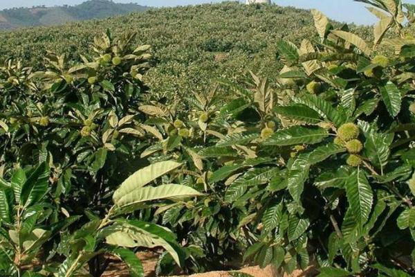 板栗只开花不结果原因，土壤不适合或者缺水都会导致