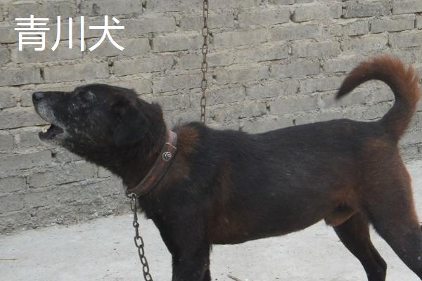 农村适合养什么狗，根据需求和实用性来选择