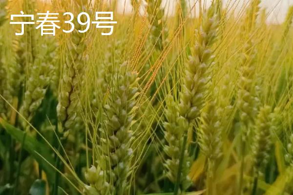 高产春小麦品种，选种时要做到因地制宜