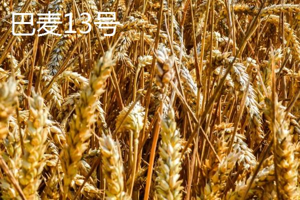高产春小麦品种，选种时要做到因地制宜