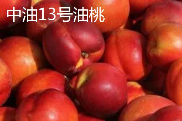中油16号油桃的价格，具体售价因地而异