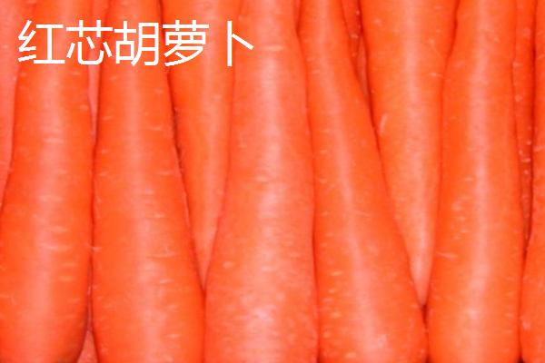 胡萝卜的品种，品种较多各具特色