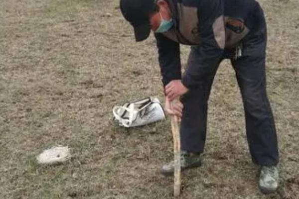 冬春季节如何防治农区鼠害，保护天敌资源可减少老鼠的数量
