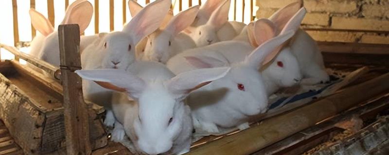 提高兔子繁殖率的方法，关键是要选择合格的种兔