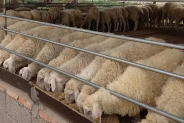 羊肉只涨不跌为何养羊户却不赚钱，养殖过程中出现损耗是重要原因