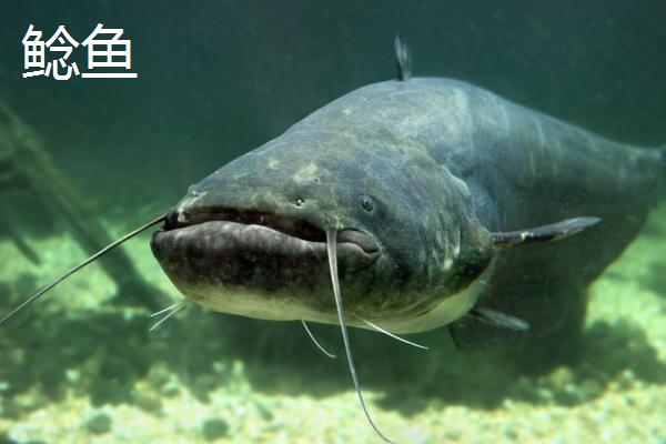 鮠鱼的价格，一般在9-13元/斤左右