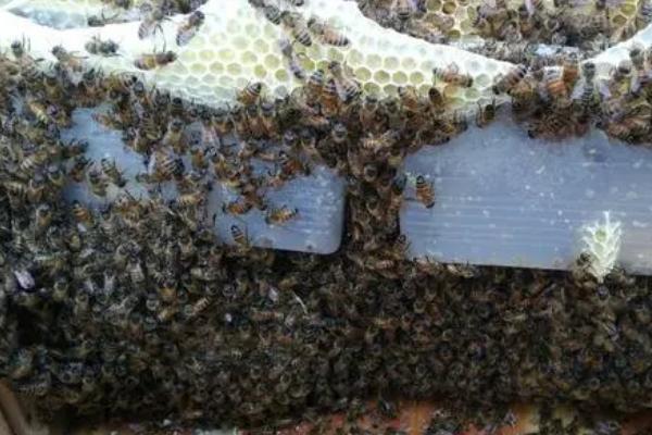蜜蜂春繁加脾的规律，要根据群势灵活调整加脾量