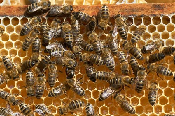 蜜蜂春繁加脾的规律，要根据群势灵活调整加脾量