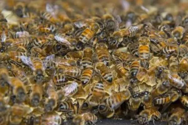 蜜蜂简介，是典型的社会性群居昆虫