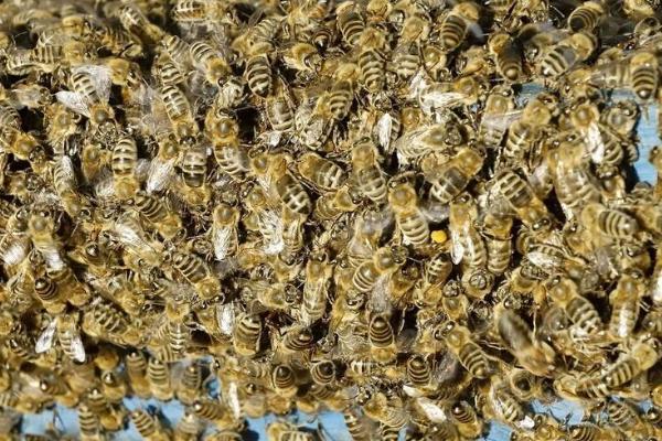 蜜蜂简介，是典型的社会性群居昆虫