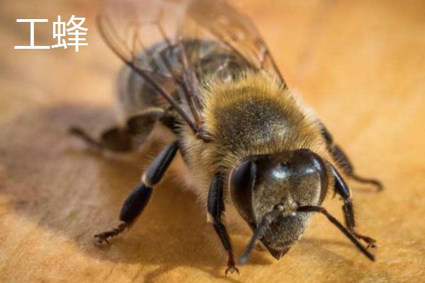 蜜蜂简介，是典型的社会性群居昆虫