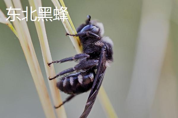 蜜蜂简介，是典型的社会性群居昆虫