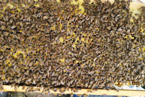 新收的蜜蜂要关多久，通常没必要关住只需防止蜂王逃跑即可