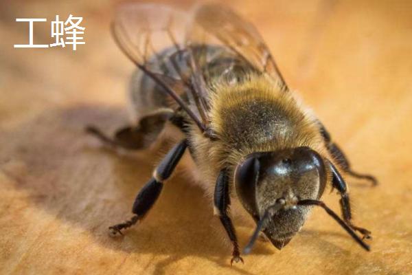蜂群之间如何分工，蜂王负责产卵、工蜂负责采蜜、雄蜂负责交配
