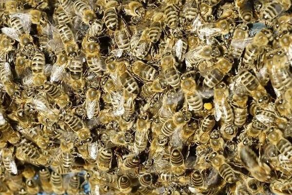 蜂群之间如何分工，蜂王负责产卵、工蜂负责采蜜、雄蜂负责交配