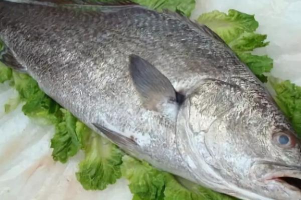 米鱼简介，广泛分布于北太平洋西部