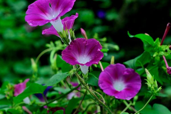 牵牛花的种植技术，一般在春夏播种