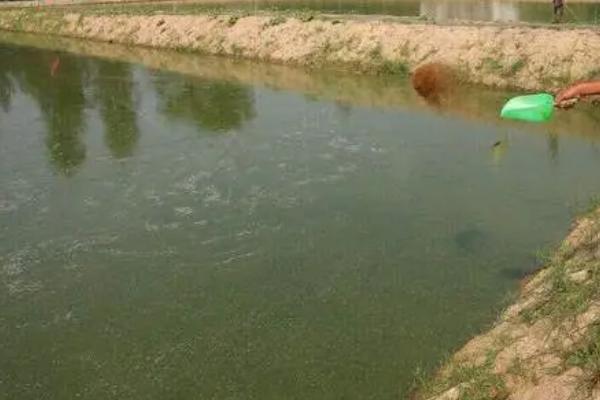 基围虾苗的价格，250-280元左右一万尾