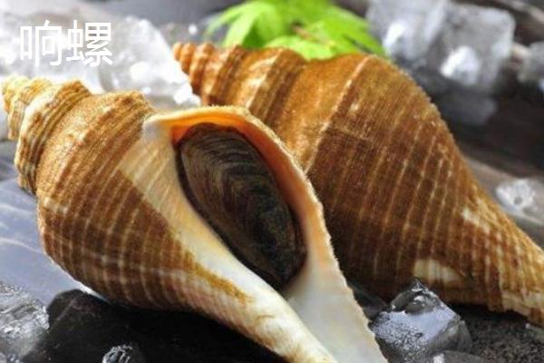 食用螺品种，田螺在各地湖泊中随处可见