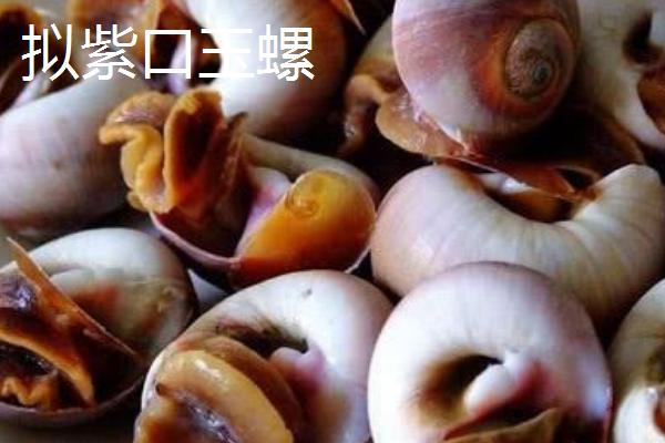 食用螺品种，田螺在各地湖泊中随处可见