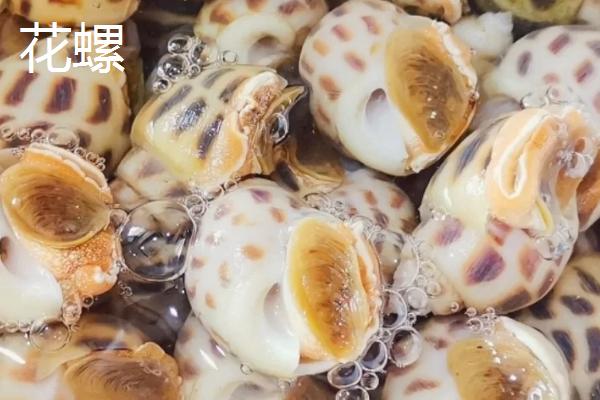 食用螺品种，田螺在各地湖泊中随处可见