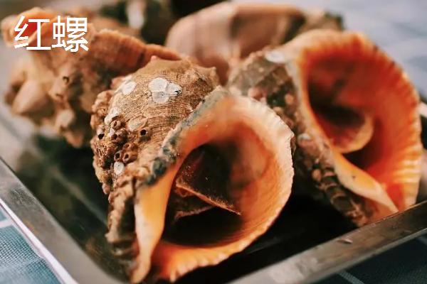 食用螺品种，田螺在各地湖泊中随处可见
