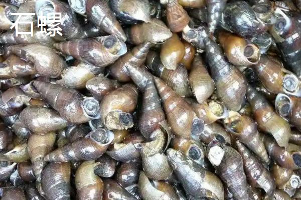 食用螺品种，田螺在各地湖泊中随处可见