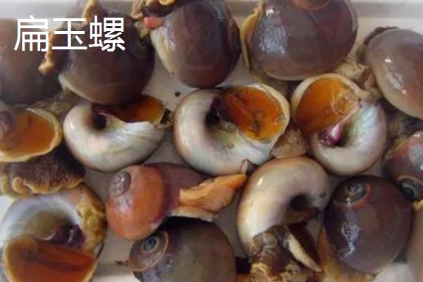 食用螺品种，田螺在各地湖泊中随处可见