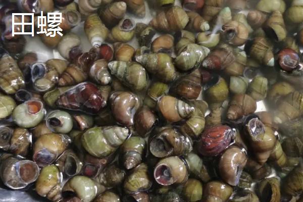 食用螺品种，田螺在各地湖泊中随处可见