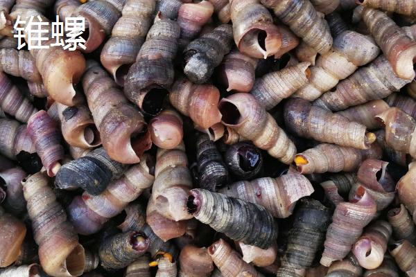 食用螺品种，田螺在各地湖泊中随处可见